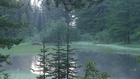 Drops of rain fall from offshoot of cedar into the forest lake. Karakol lakes. Video stock 84567084