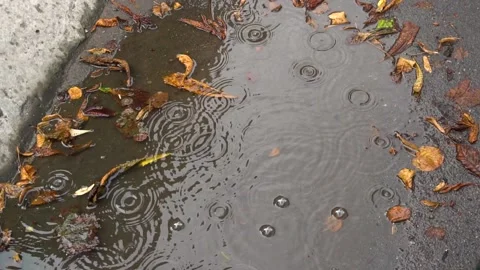 Drops of rain fall in a puddle with yellow leaf. Slow motion Stock Footage 92814303