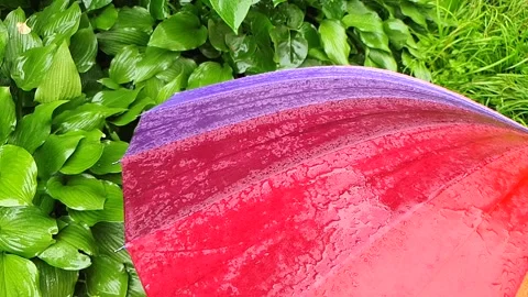 Drops of rain fall on a rainbow umbrella in slow motion. Rainy day in the park. Stock Footage 134098951