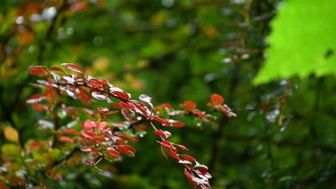 Drops of rain fall on the red-green leaves of the bush. Stock Footage 281061961