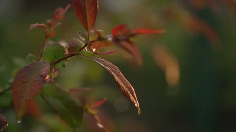 Drops of a Rain Fall on Rose Leaves in Beams of the Evening Sun Video stock 62948743
