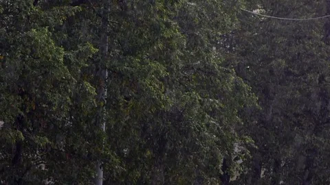 Drops of rain fall in slow motion against the background of trees Stock Footage 75443332
