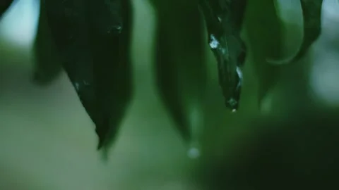 Drops of rain fall from tree leaves Stock Footage 138046209