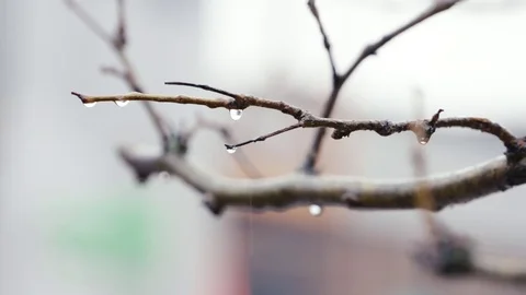 Drops of Rain Falling from Branch Video stock 71150081