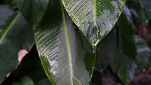 Drops of rain falling from an exotic large leaf Stock Footage 203969288
