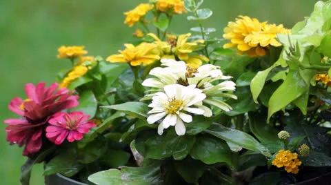 Drops of rain falling on flowers Stock Footage 24518438