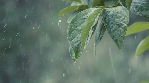 Drops of rain falling on the green and lush leaves of a plant Бесплатное стоковое видео 79713507