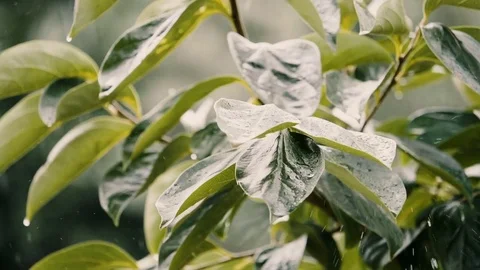 Drops of rain falling on the green and lush leaves of a plant Video stock 79713752