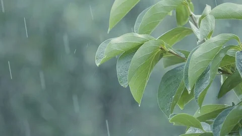Drops of rain falling on the green and lush leaves of a plant Stock Footage 79713880