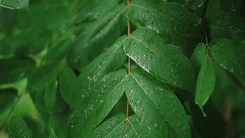 Drops of rain falling on green leaves in summer Stock Footage 94084433
