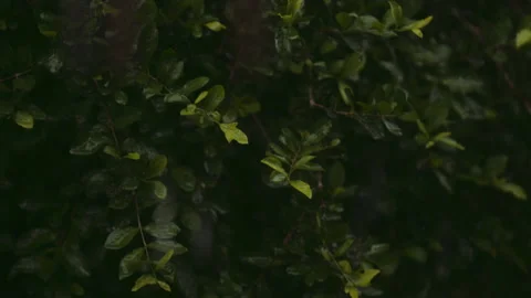 Drops Of Rain Falling On Green Leaves 動画素材 148186053