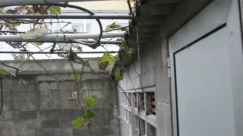 Drops of rain falling in my garden in a rainy day Stock Footage 236941267