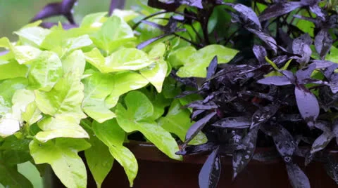 Drops of rain falling on plants Stock Footage 24518439