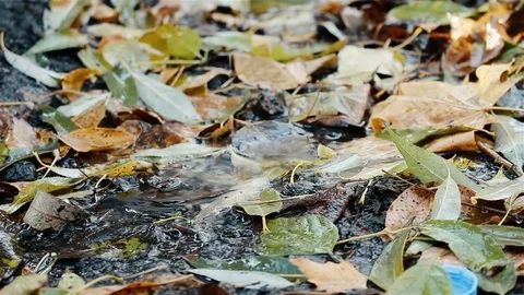 Drops of rain flow down and fall on the leaves on the ground, autumn season HD Stock Footage 81633738