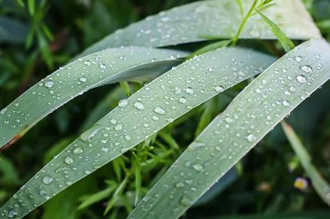 Drops of rain on green leaves Stock Photos