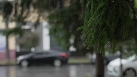 Drops of rain on green spruce needles on a branch Stock Footage 287312641