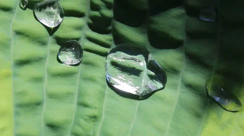 Drops of rain on a leaf 库存影片 25124031