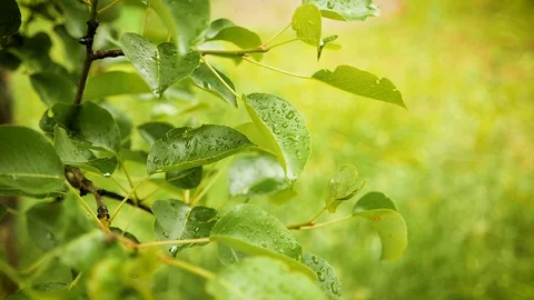 Drops of rain on the leaves of cherries Stock Footage 90131602