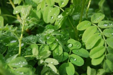 Drops of rain on the leaves Stock-Fotos
