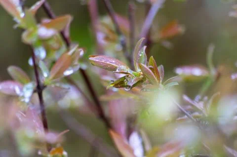 The drops of rain on the leaves Stock Photos
