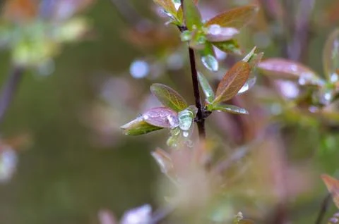 The drops of rain on the leaves Stock Photos