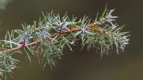 Drops of rain on needles Stock Footage 81322001