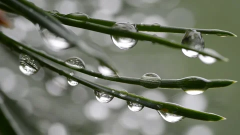 Drops of rain on the needles of the pine branch close up. Stock Footage 136573167
