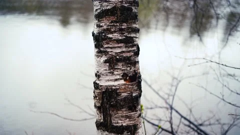 DROPS OF RAIN ON NOT BIRCH BUDGES. IT'S RAINING Stock Footage 153308387