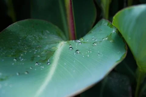 Drops of rain or dew on large green leaves. Greeting card or background. The  Stock Photos