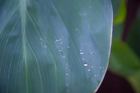 Drops of rain or dew on large green leaves. Greeting card or background. The  Stock Photos