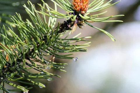 Drops of rain on pine needles, closeup Stock Photos