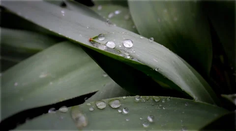 Drops of rain on plants Video stock 36836453
