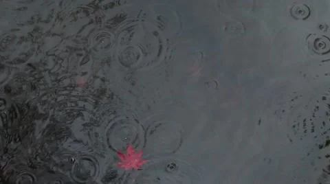 Drops of rain with red leaf Stock Footage 46129735