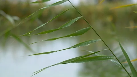 Drops of rain on the reeds, close-up Stock Footage 117548919