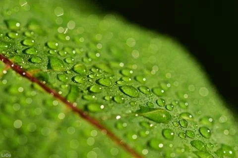 Drops of rain with reflection on a green leaf Stock Photos