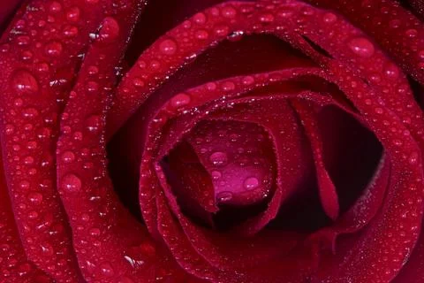 Drops of rain on the rose-red background. Stock Illustration