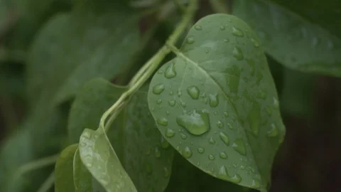 Drops of rain run down the leaf in the forest. Rain in the city Stock Footage 129183787