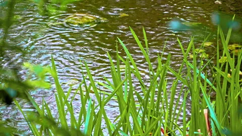 Drops of rain in the transparent waters of the Cavuto springs Stock Footage 246036513