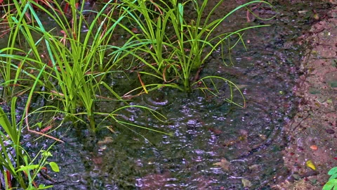 Drops of rain in the transparent waters of the Cavuto springs Stock Footage 246036764