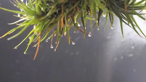Drops of rain water falling in slow motion from aerial cactus of thorns Stock Footage 128541096