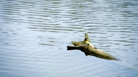 Drops of rain on water with tree log. Stock Footage 74652204