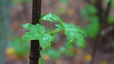 Drops of rain on young green maple leaves in the Southern Urals, Russia. Stock Footage 325358298