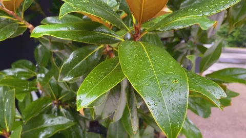 Drops of rainwater run down the large leaves of ficus trees during tropical rain Stock Footage 288114731