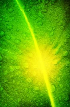 Drops in the rays of light. Close-up. Grunge texture. Green natural abstract Stock Photos