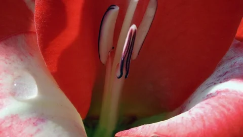Drops on a red flower Stock Footage 98854041