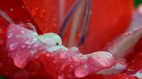 Drops on a red flower Stock Footage 98854276