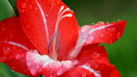 Drops on a red flower Stock Footage 98857153