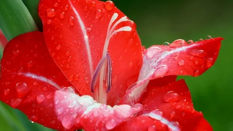 Drops on a red flower Stock Footage 98857356