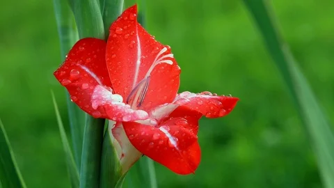 Drops on a red flower Stock Footage 98857627