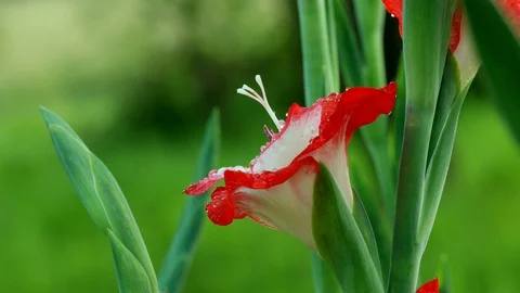 Drops on a red flower Stock Footage 98858270